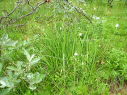 Image of Molinia caerulea subsp. caerulea