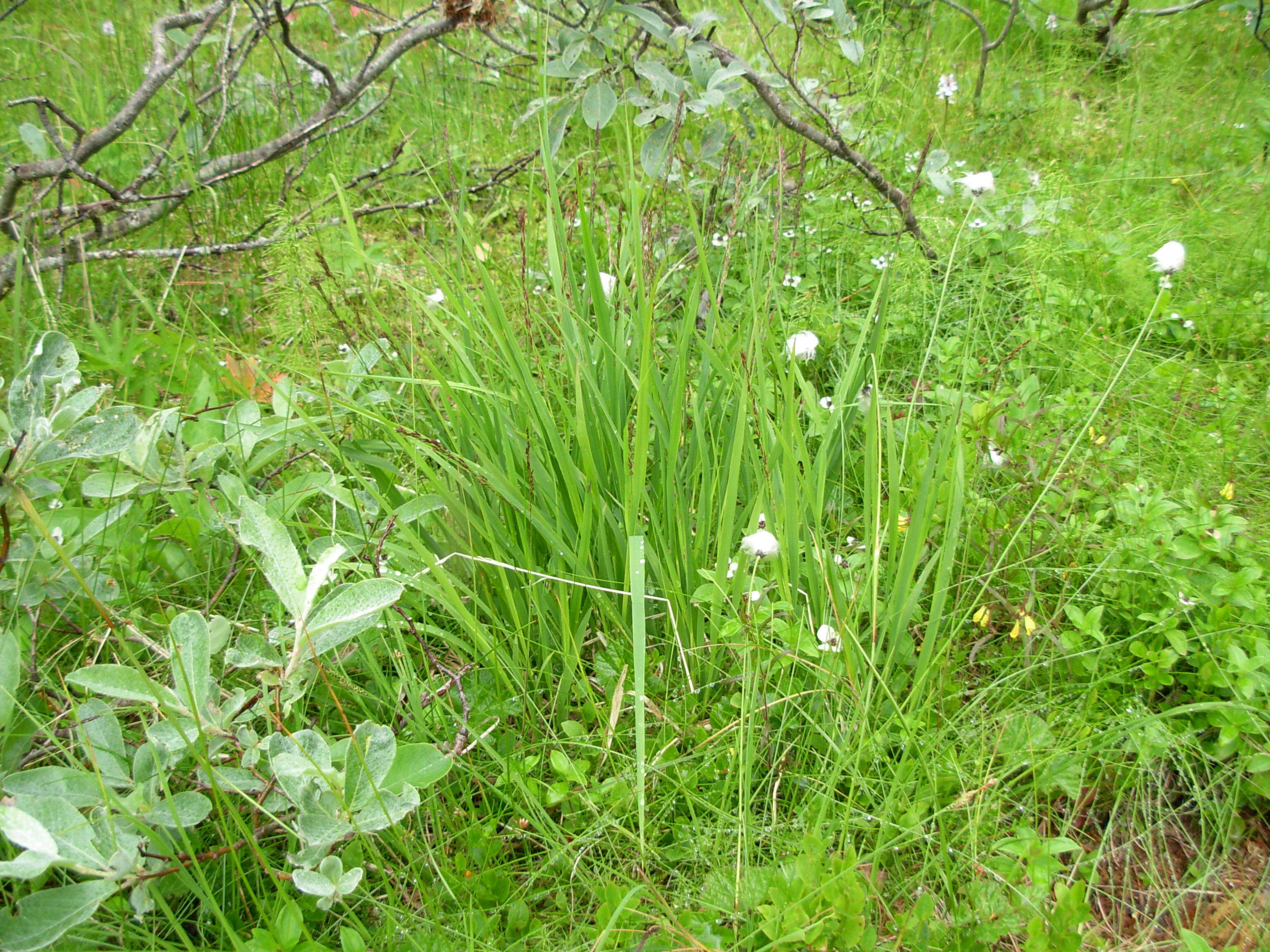 Image of Molinia caerulea subsp. caerulea