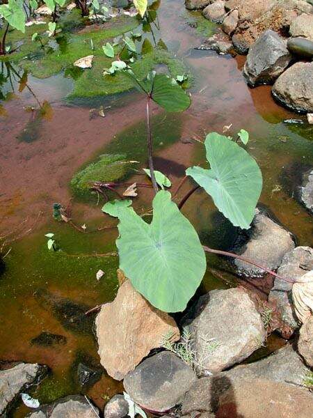 Image of Wild Taro