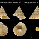 Image de Calliostoma decipiens (Guppy 1867)