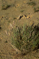 Image of Poa obvallata Steud.