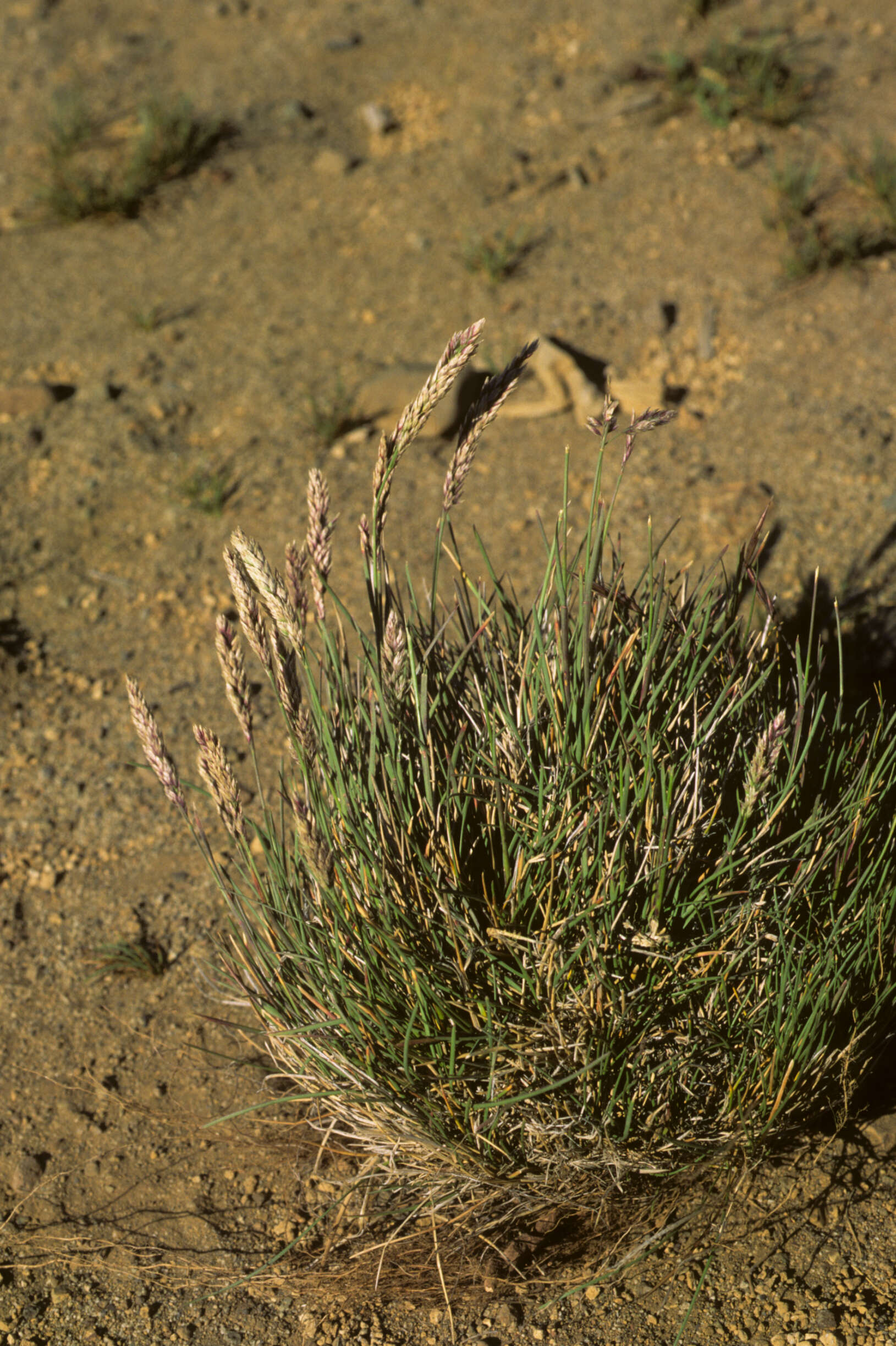 Image of Poa obvallata Steud.