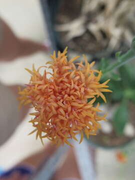 Image of Kleinia abyssinica var. hildebrandtii (Vatke) C. Jeffrey