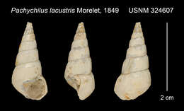 Image of Pachychilus lacustris (Morelet 1849)