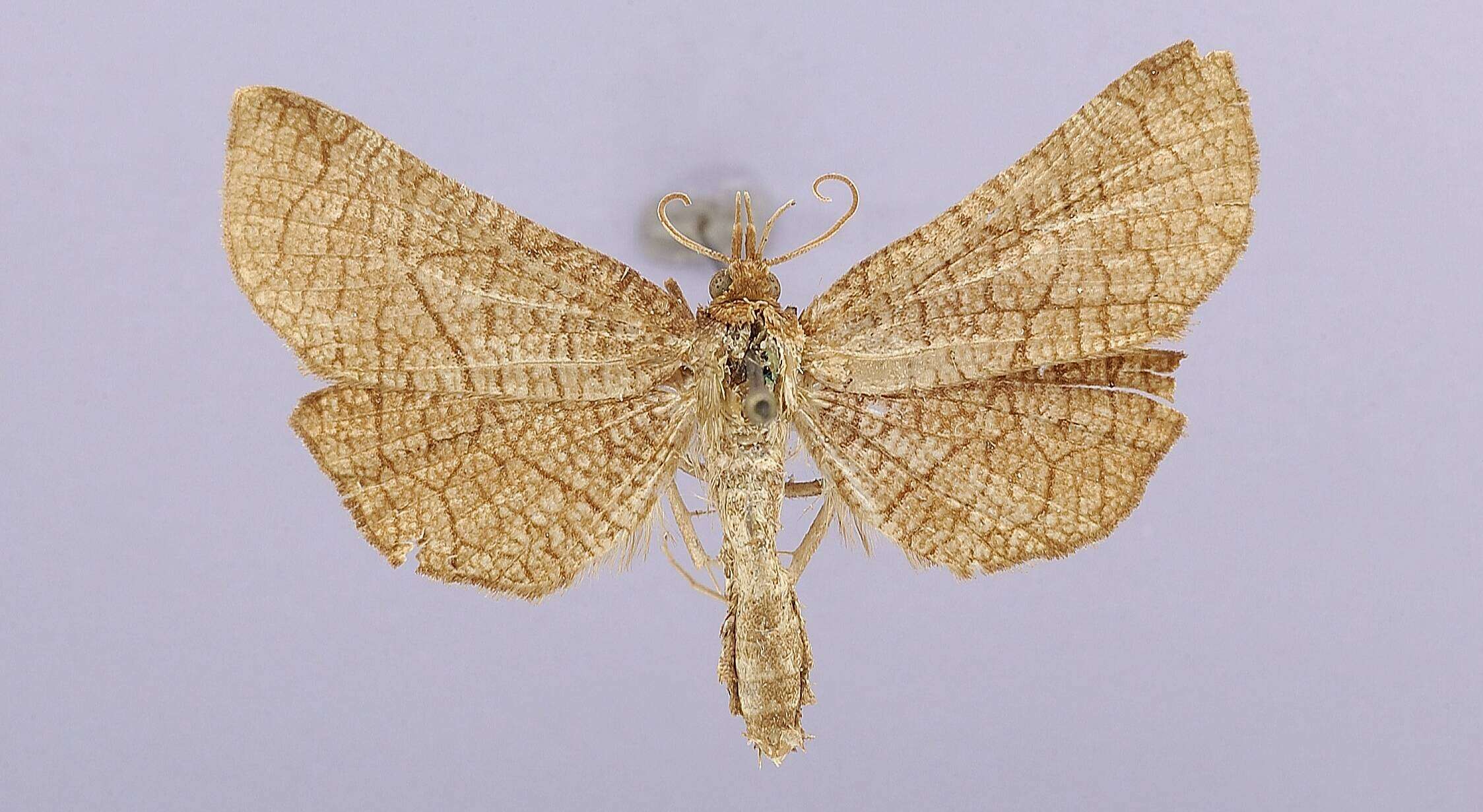 Image of Ottolenguia reticulina Beutenmüller 1896