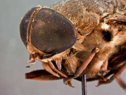 صورة Tabanus punctipleura Hine 1920