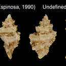 Image of Pygmaepterys rauli Espinosa 1990