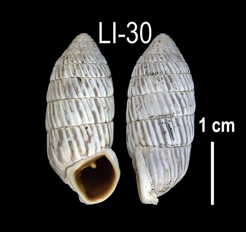 Image of Cerion melanostomum Clench 1934