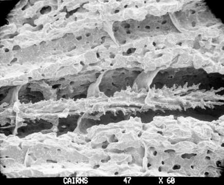 Image of Sporadopora dichotoma (Moseley 1876)