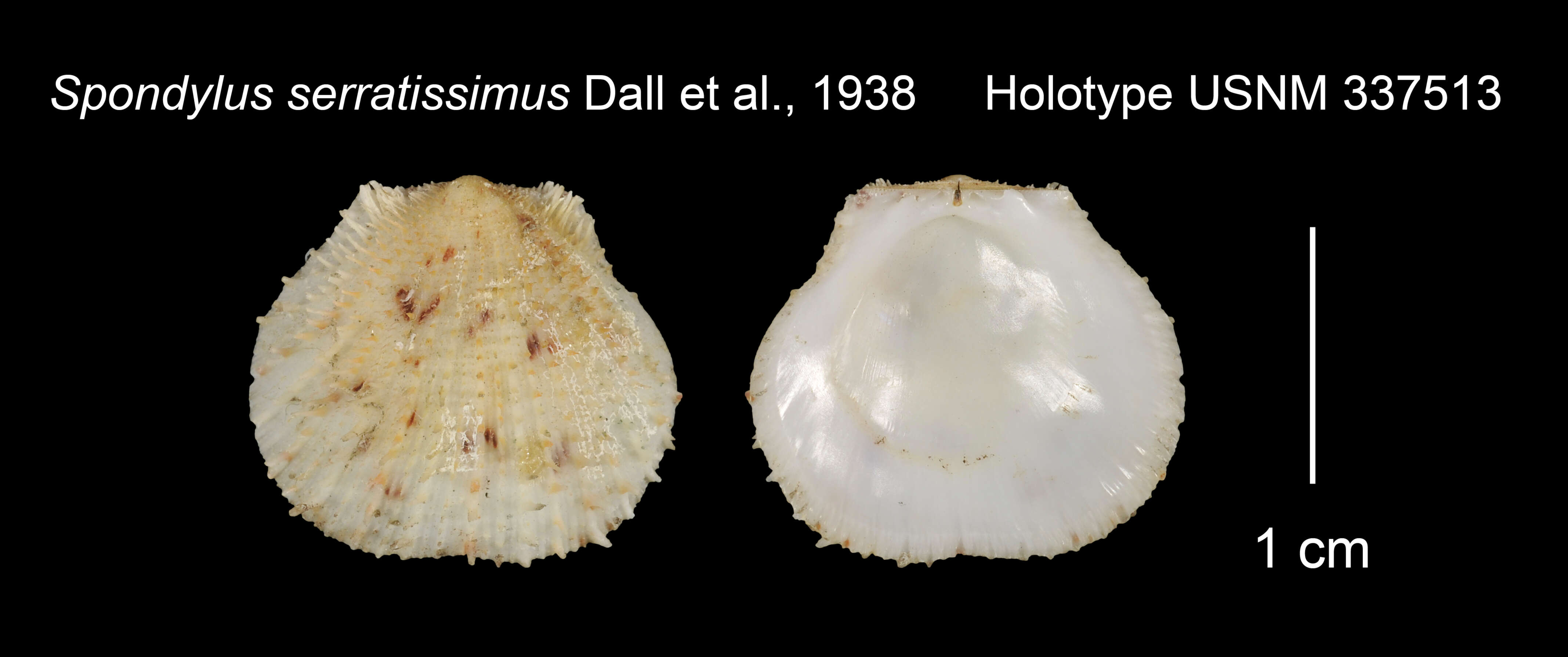 Image of Spondylus serratissimus Dall, Bartsch & Rehder 1938