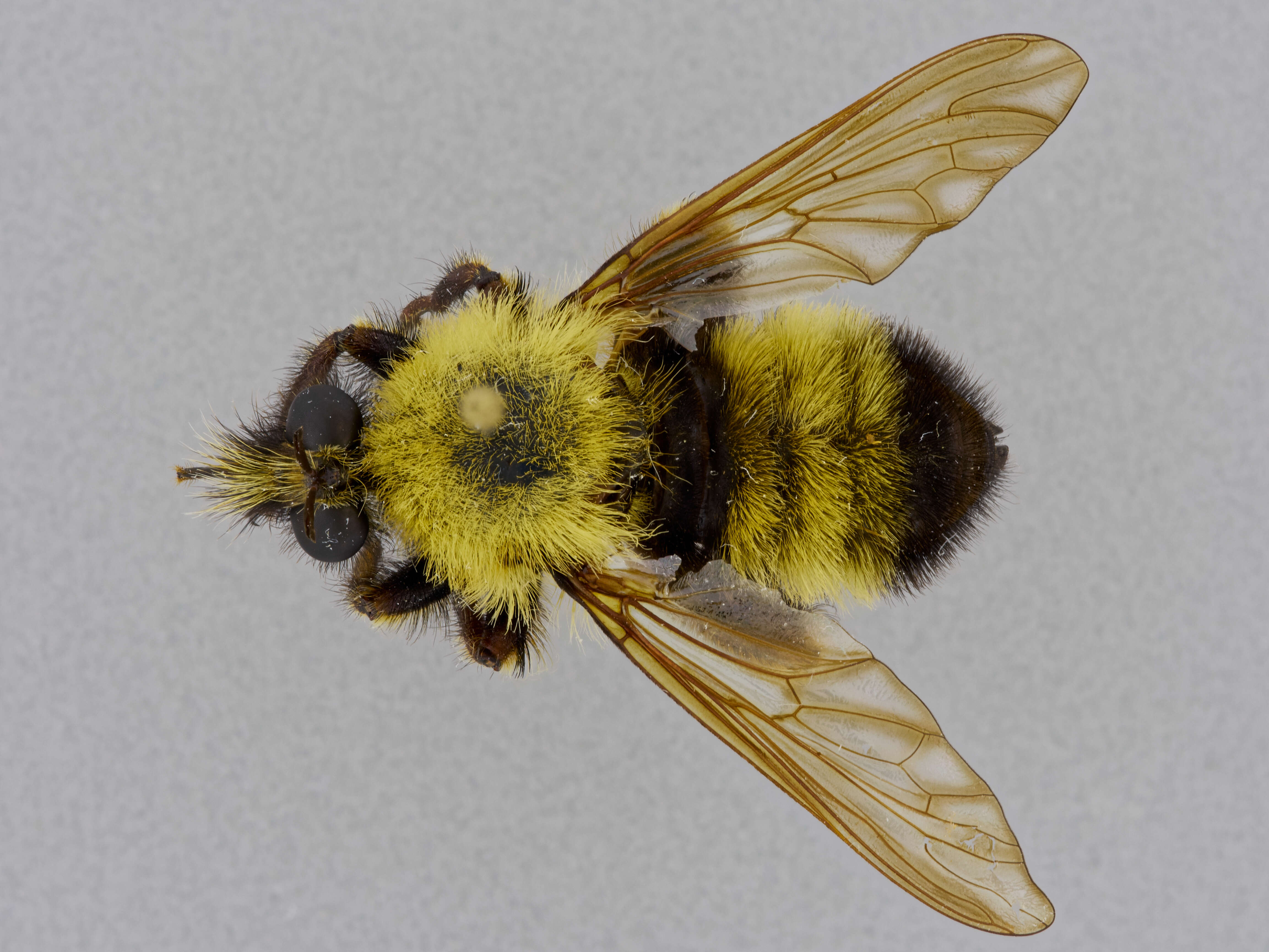 Image of Laphria thoracica Fabricius 1805