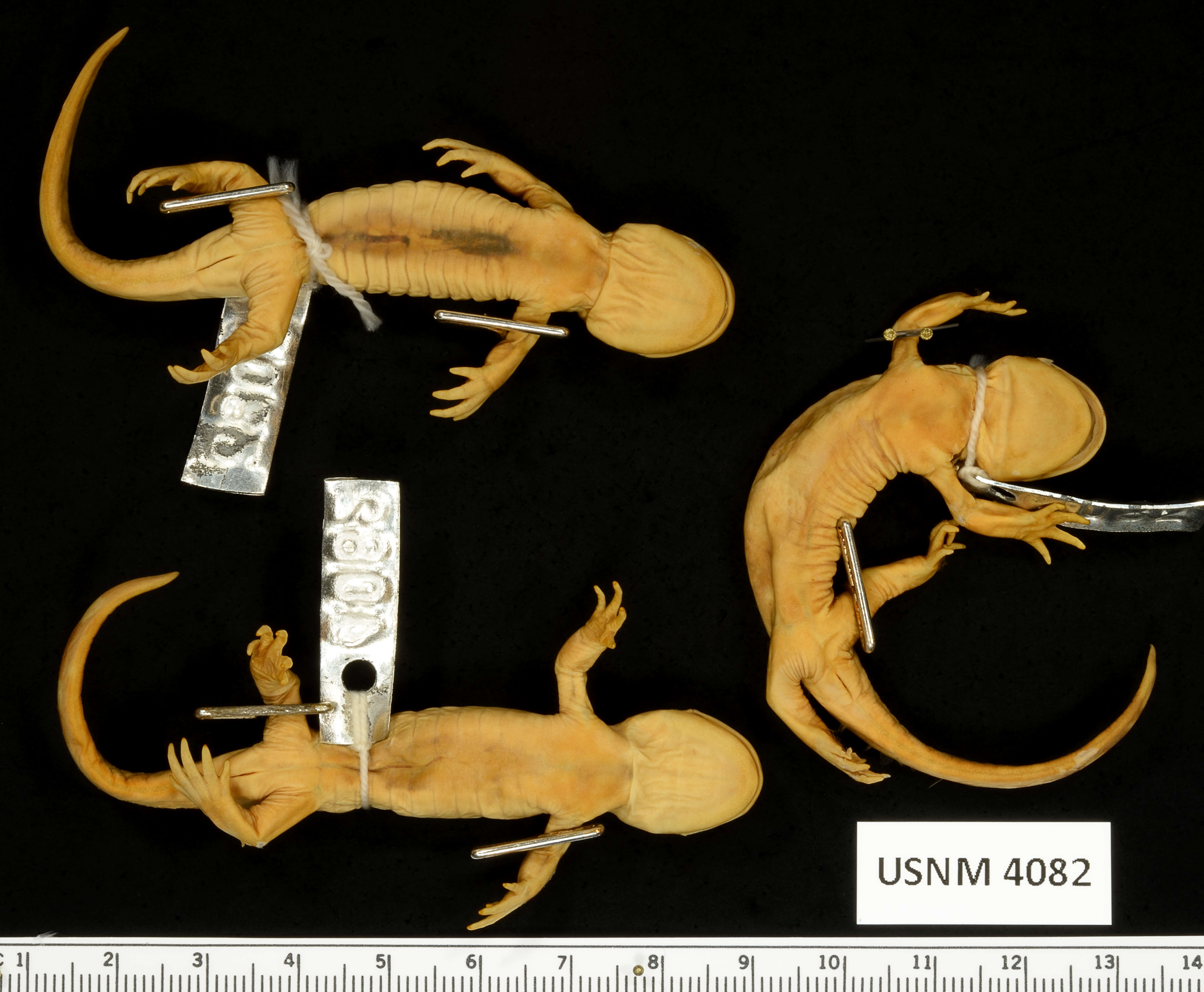 Image of Ambystoma mavortium Baird 1850