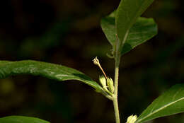 Image of Cestrum strigillatum Ruiz & Pav.