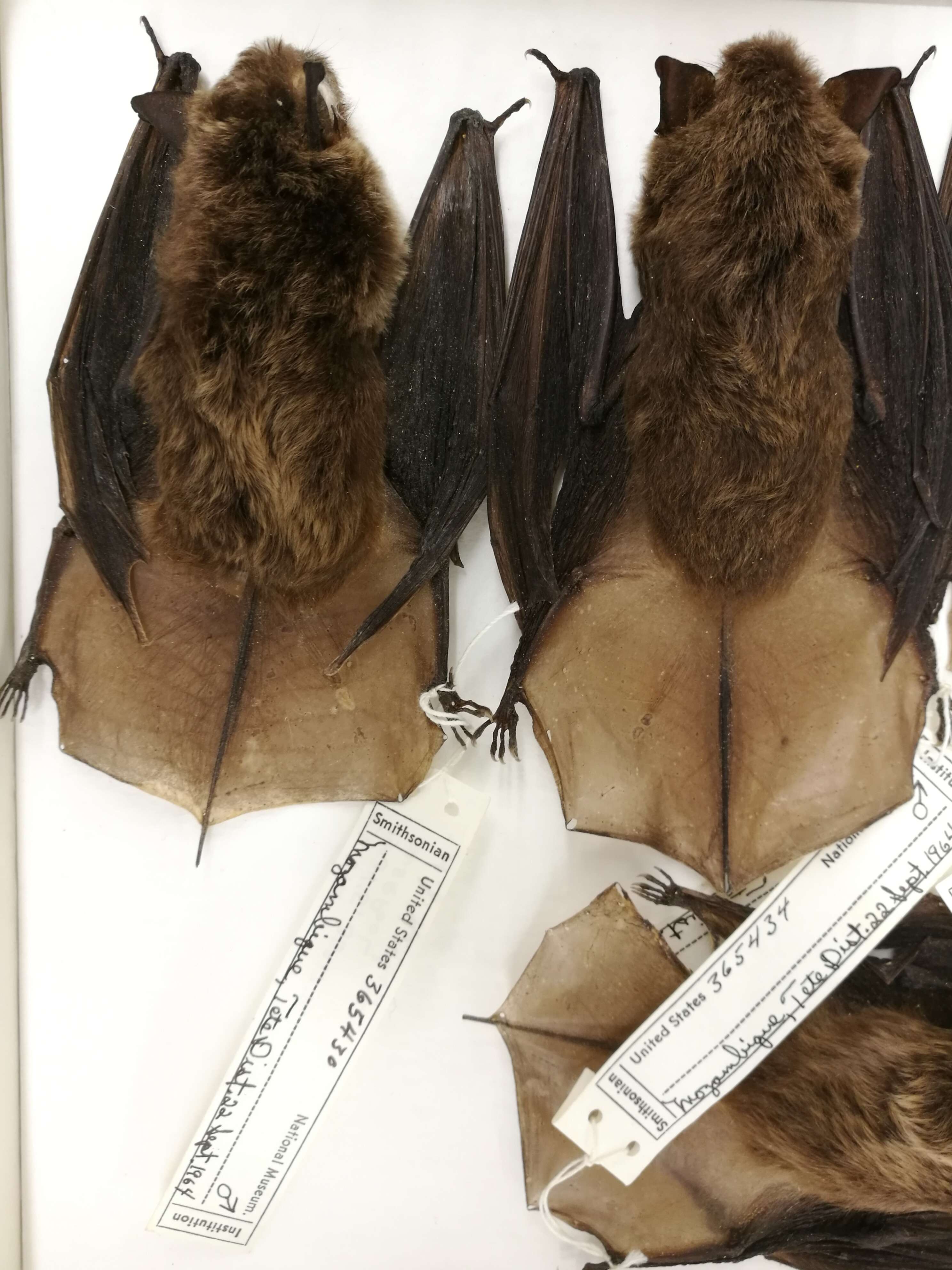 Image of Long-tailed Serotine -- Long-tailed Serotine Bat