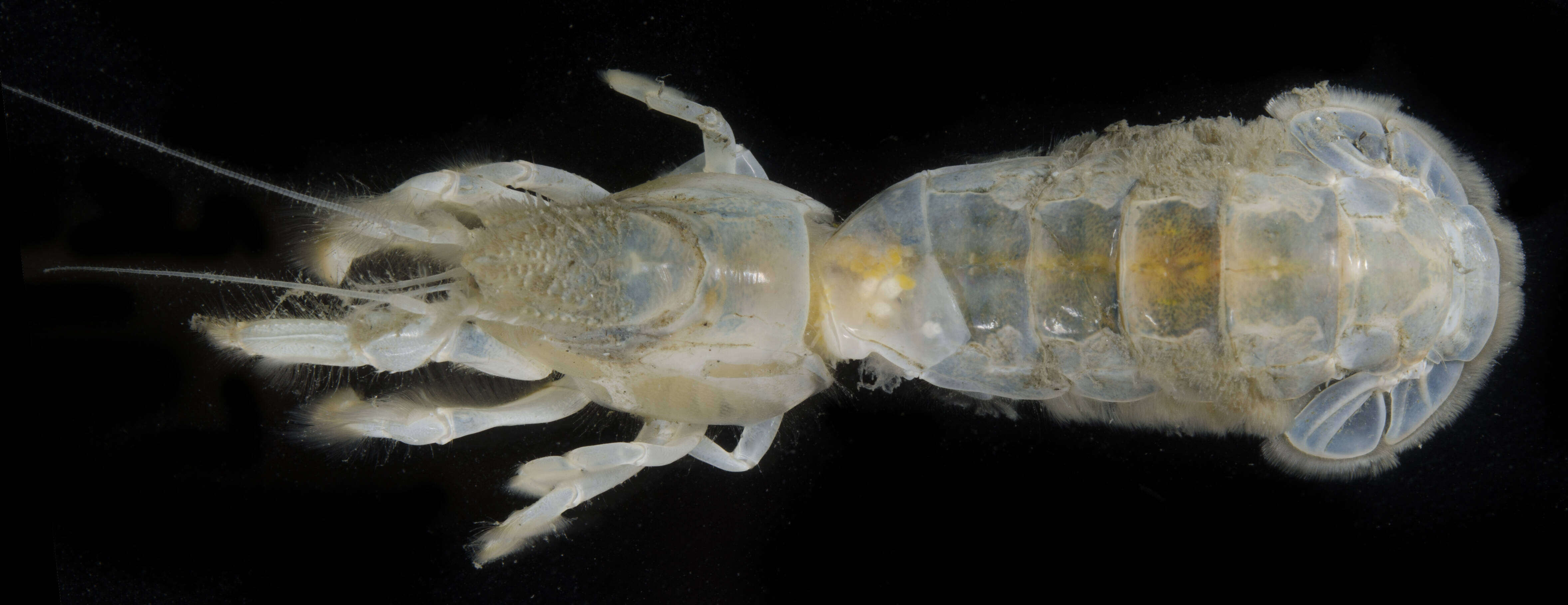 Image of coastal mud shrimp