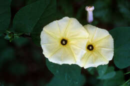 صورة Ipomoea ochracea (Lindl.) G. Don