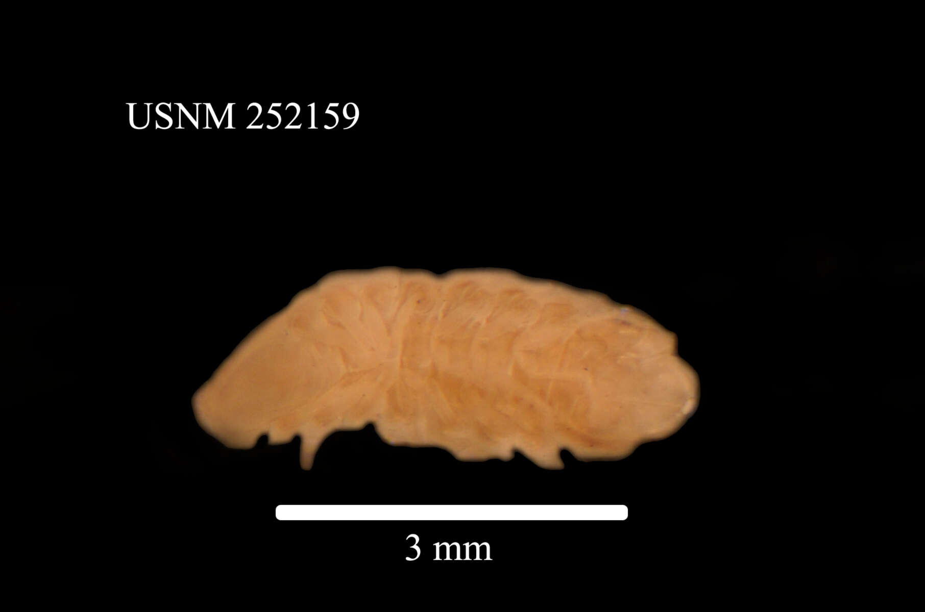 Image of Joeropsis beuroisi Kensley 1975
