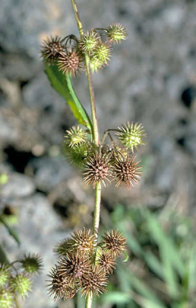 Image of Sacramento Burrbark