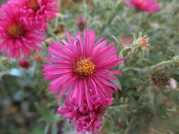 Image of Asteraceae