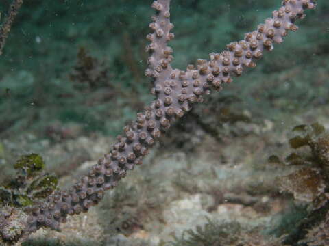 Image de Eunicea calyculata (Ellis & Solander 1786)