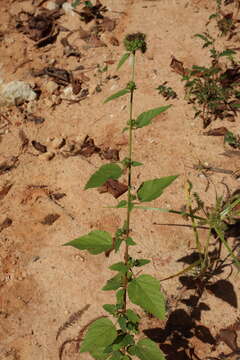 Image of Chocolate Weed