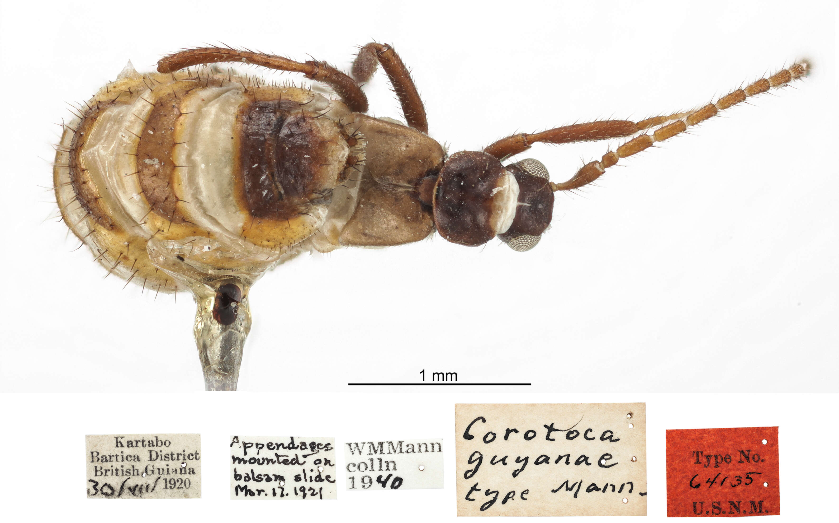 Cavifronexus guyanae (Mann 1923) resmi