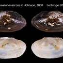 Imagem de Anodonta newtonensis Lea ex Johnson