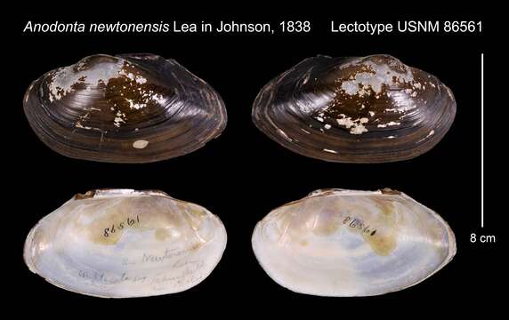 Anodonta newtonensis Lea ex Johnson resmi