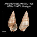 Image of <i>Angiola periscelida</i> Dall 1926