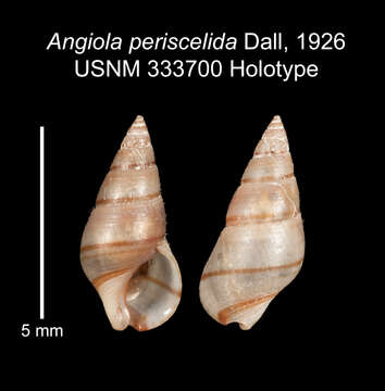 Imagem de <i>Angiola periscelida</i> Dall 1926