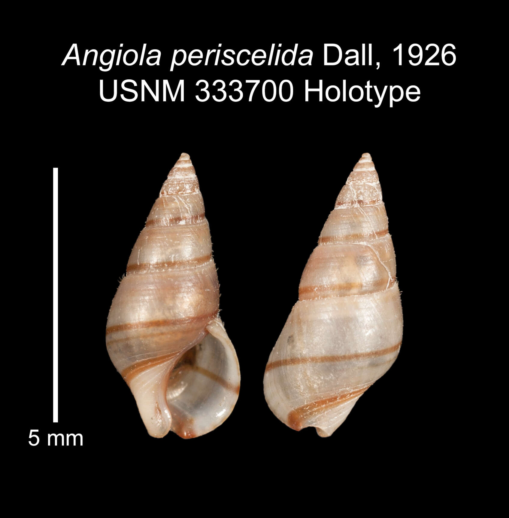 Imagem de <i>Angiola periscelida</i> Dall 1926