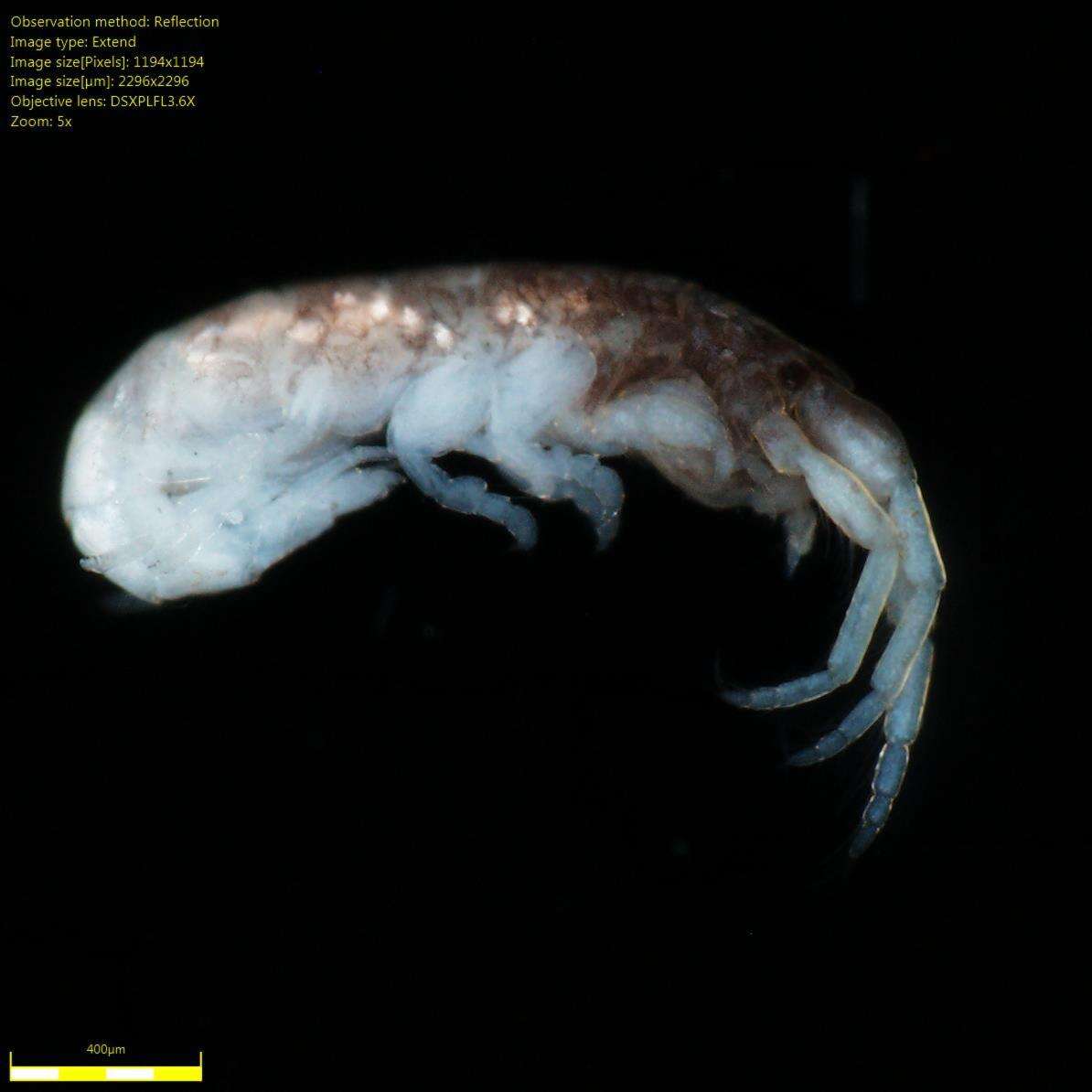 Image of Amphipoda