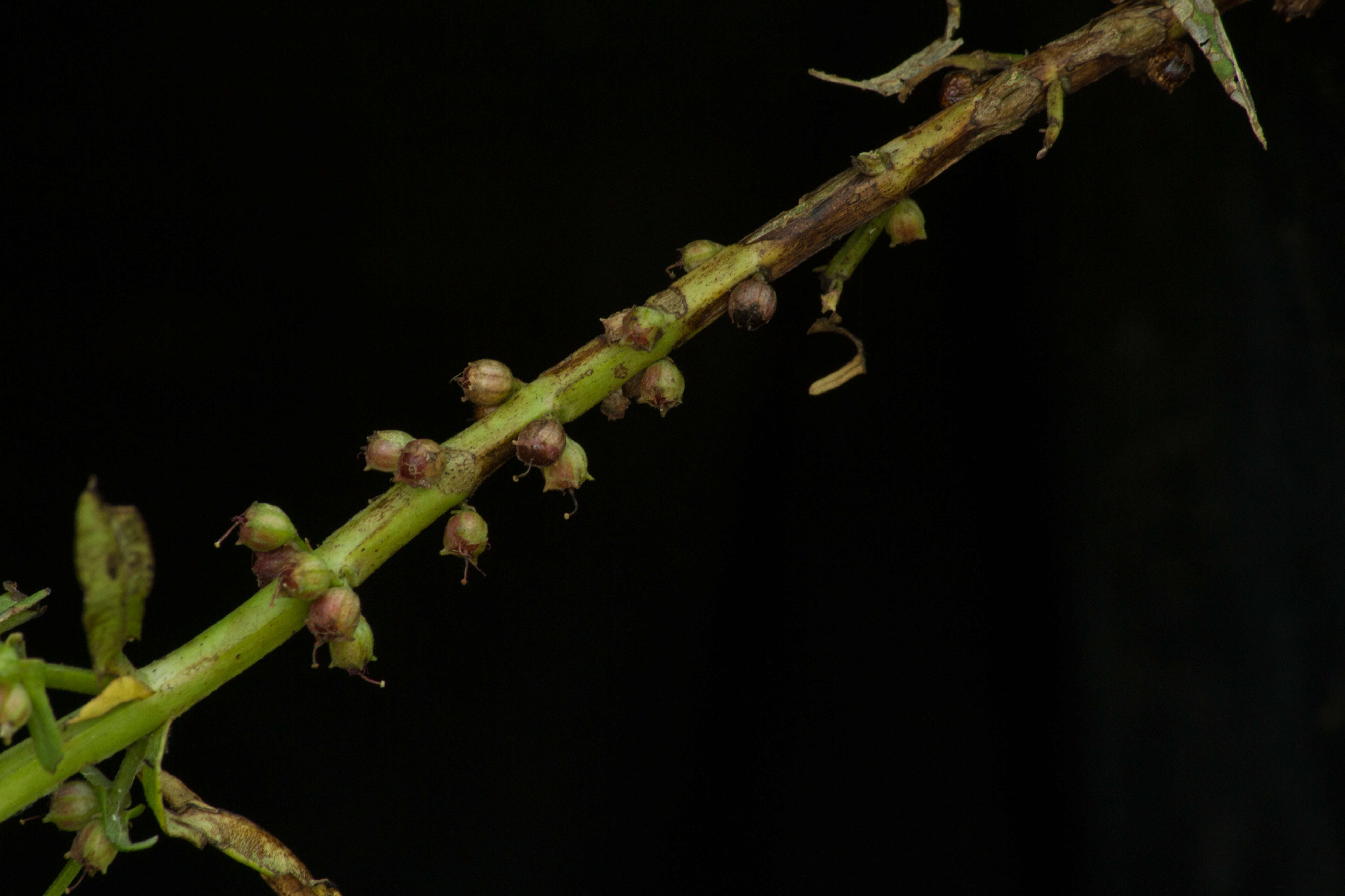 صورة Ammannia coccinea Rottb.