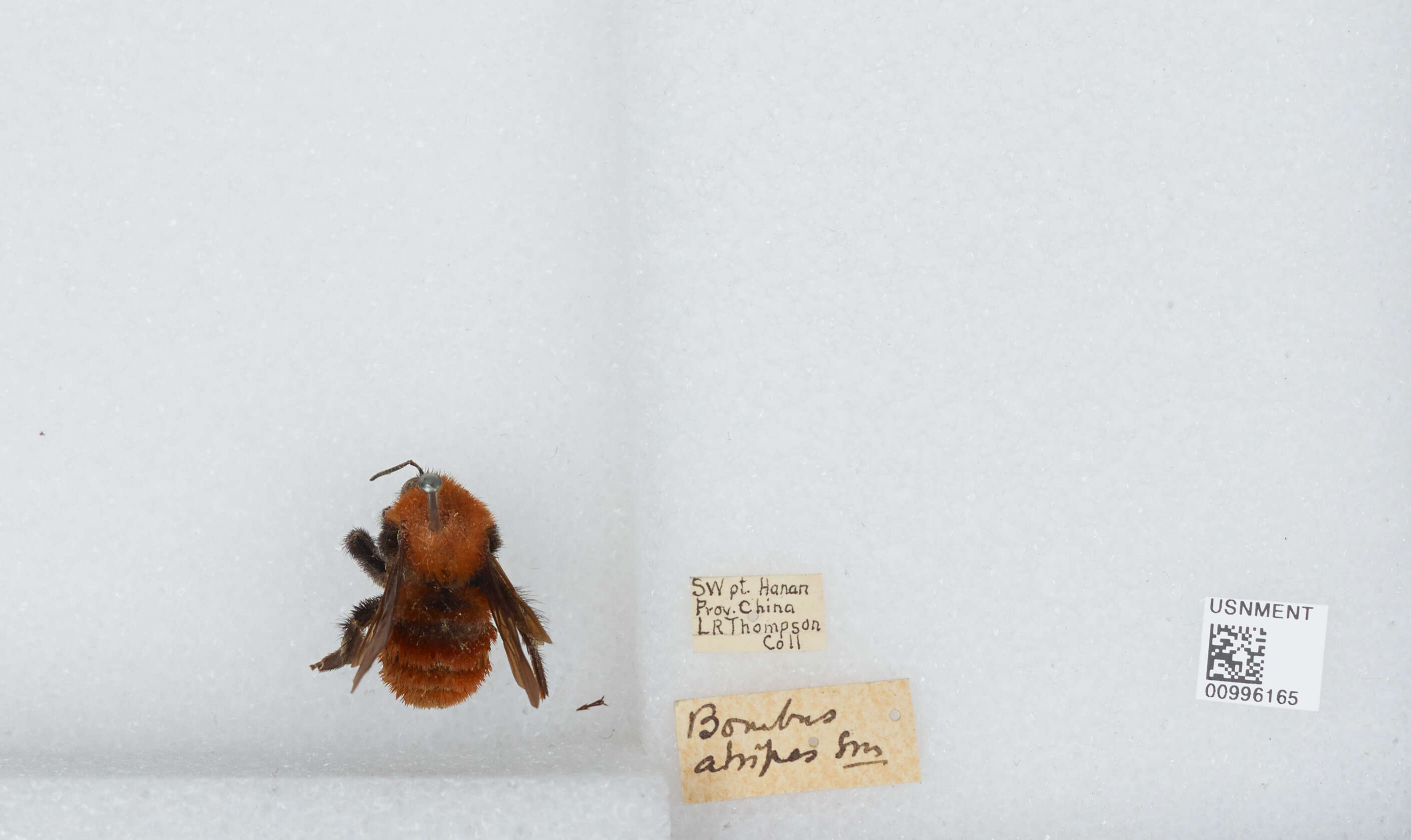 Image of Bombus atripes Smith 1852