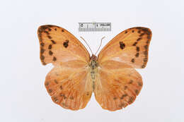 Image of Phoebis avellaneda (Herrich-Schäffer 1865)