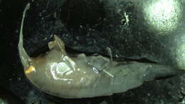 Image of Amphipoda