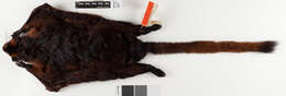 Image of Petaurista petaurista nigrescens Medway 1965