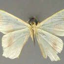 Image of Drucia fumidimargo Dognin