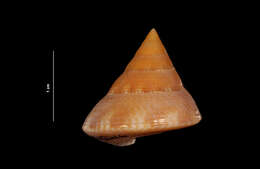 Image de Calliostoma marionae Dall 1906