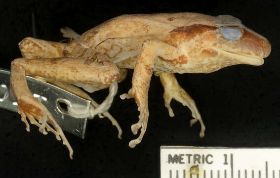 Image of Santa Marta Robber Frog