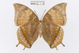 Image of Charaxes antonius Semper 1878