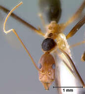 Imagem de Leptomyrmex erythrocephalus brunneiceps Wheeler 1934