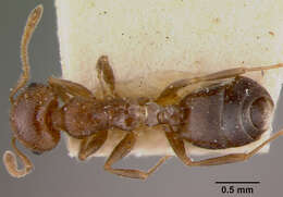 Image of Crematogaster sewellii improba Forel 1907