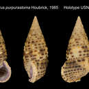 Image of Clypeomorus purpurastoma Houbrick 1985