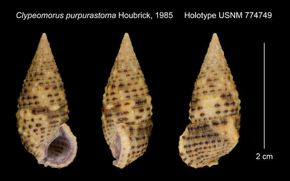 Sivun Clypeomorus purpurastoma Houbrick 1985 kuva