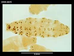 Image of Macrobiotus blocki Dastych 1984