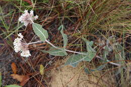 Image of pinewoods milkweed