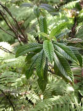 Image of Long-Leaf Cyrtandra