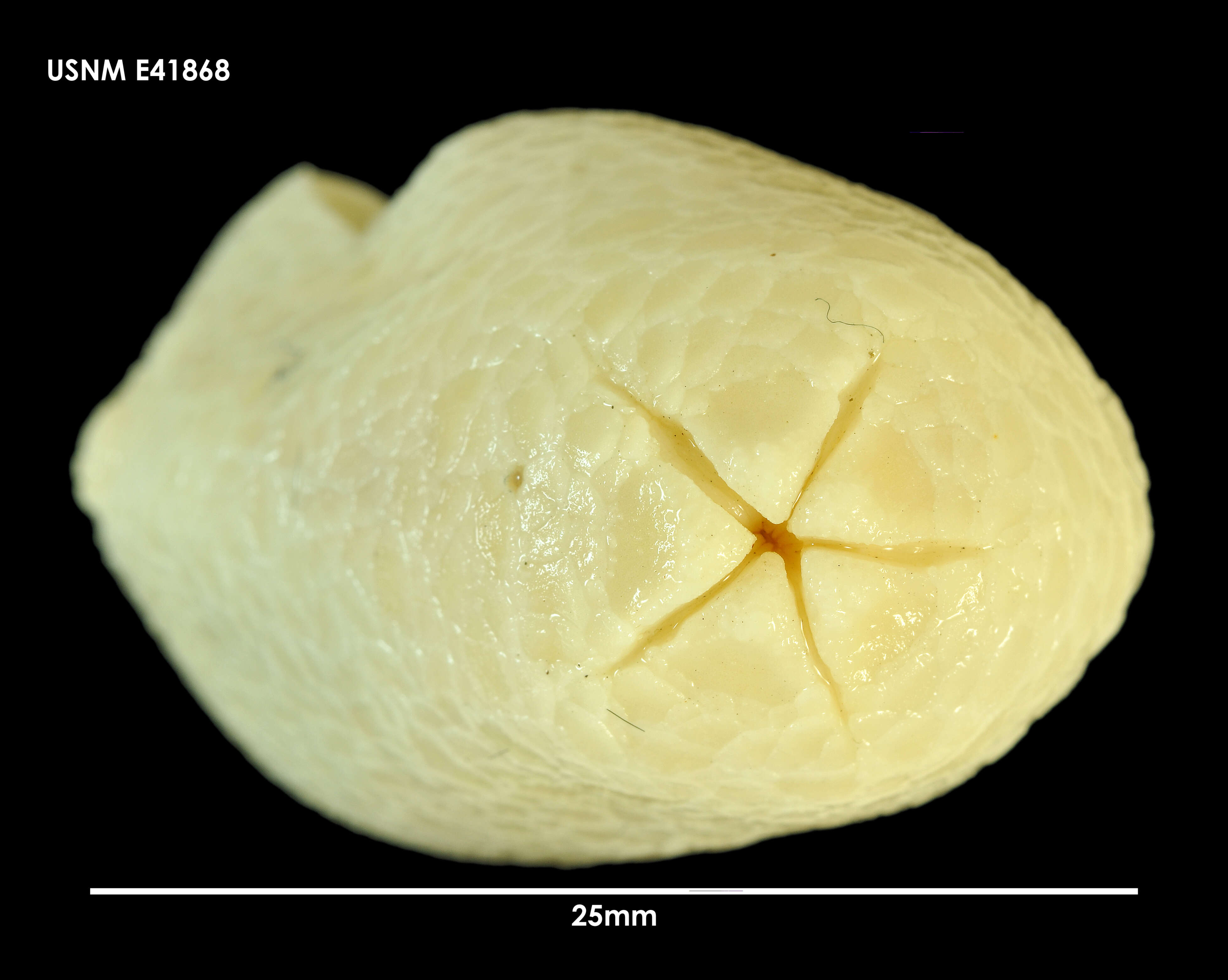 Image de Psolus dubiosus Ludwig & Heding 1935