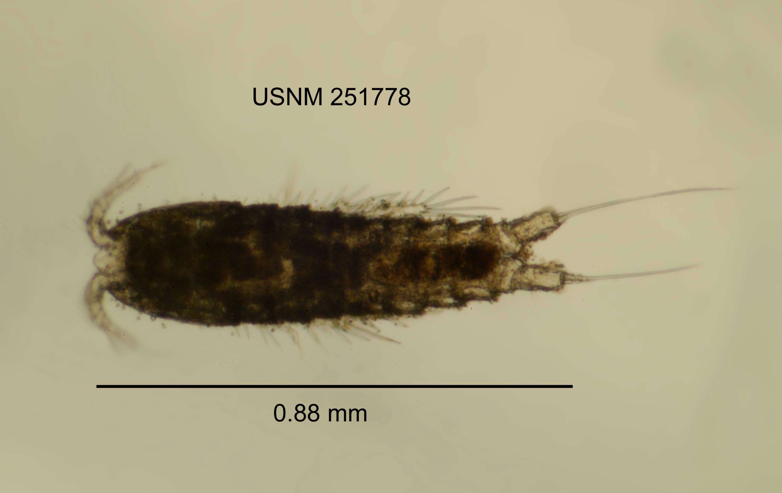 Image of <i>Attheyella carolinensis</i>